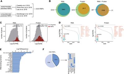 RNA-Binding Protein Expression Alters Upon Differentiation of Human B Cells and T Cells